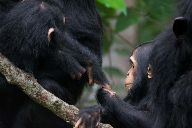 <p>Two chimpanzees interacting as a new study found that when gesturing to each other in the wild chimpanzees left similar gaps before responding </p>