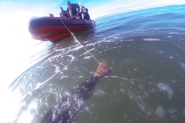 <p>Divers in the Thames Estuary off Southend Pier. A diver has discovered a bronze cannon on the shipwreck of a warship that was destroyed by a gunpowder explosion and sank in 1665</p>