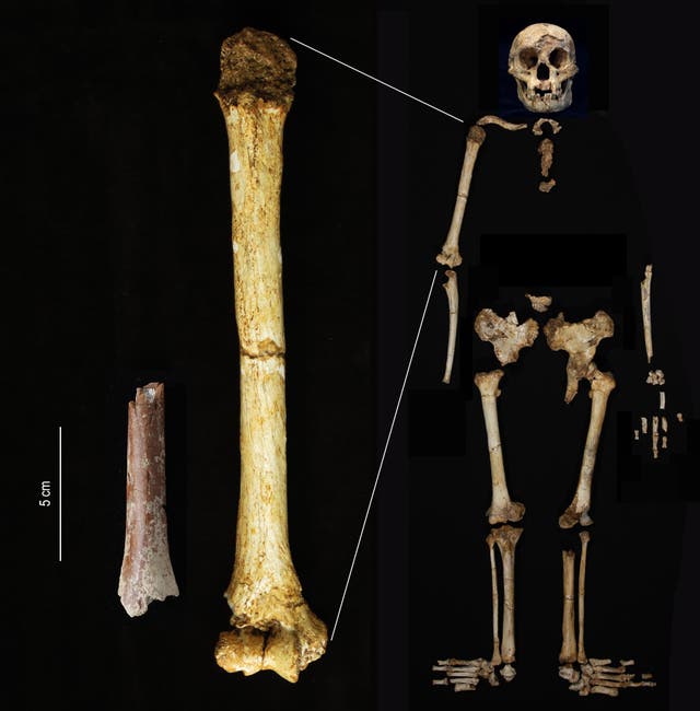 <p>The Mata Menge upper arm bone fragment, left, shown at the same scale as the humerus of Homo floresiensis (Yousuke Kaifu/University of Tokyo)</p>