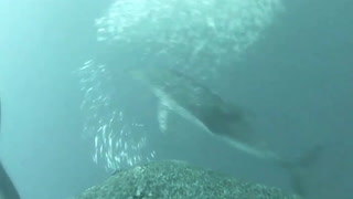 Sea lions carry cameras to help map ocean floor for first time