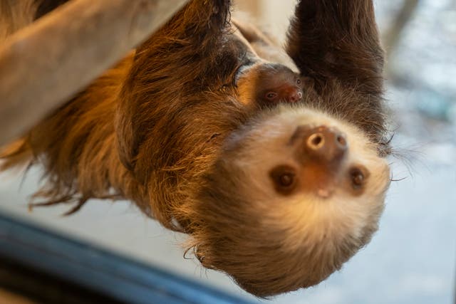 <p>Virus originating in sloths has been recorded in  Europe </p>