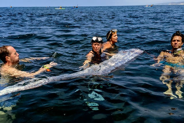 <p>A team of researchers and science-minded snorkelers working together to recover a dead oarfish from La Jolla Cove, California </p>