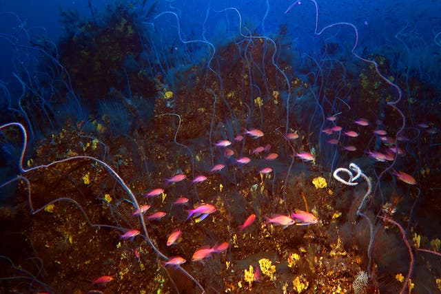 <p>Corals and fish in the underwater lava of the Tajogaite volcano in La Palma</p>