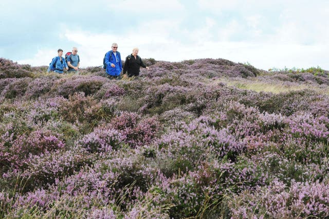 Heather is a popular habitat with ticks, which pose a health risk to hikers (Anna Gowthorpe/PA)