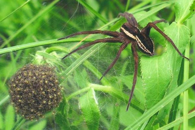 <p>The fen raft spider dips its egg sac into water every few hours to keep eggs moist</p>