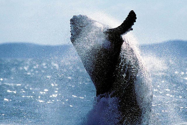 <p>File: Young Humpback Whale breaches into air during migratory frolic off Fraser Island, north of Brisbane</p>