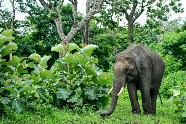 <p>An elephant walks past plants in Nilgiri mountains, in India</p>