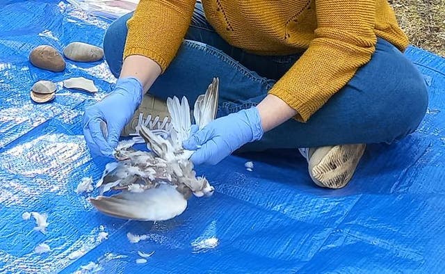 <p>Researcher defeathers one of the birds</p>