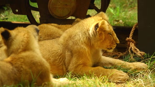 Lion cubs and penguins take part in annual weigh-in at London Zoo