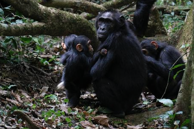 <p>A group of chimpanzees grooming and playing</p>